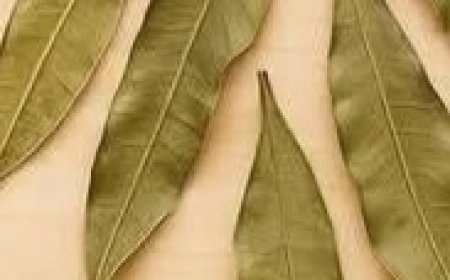 Incredible The Tea That Improves Vision Controls Diabetes and Lowers Cholesterol