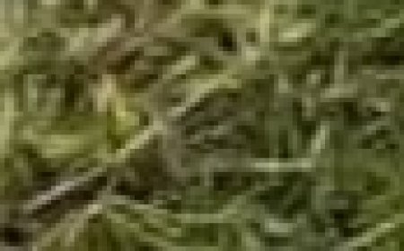 The Most Potent Herb That Destroys Parasites, Urinary Tract