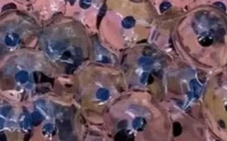 Farmer Stumbles Upon Mysterious Eggs in Field – Scientists Reveal Astonishing Truth