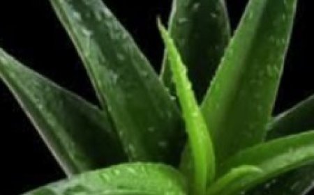 A Natural Path to Healing: Barbara O’Neill’s Holistic Approach to Cancer Support