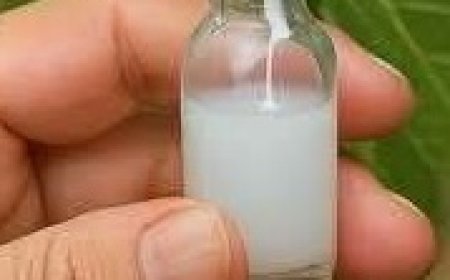 Collecting and Utilizing Fig Sap Safely