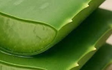 Naturally Youthful: Aloe Vera and Castor Oil Skincare Secret
