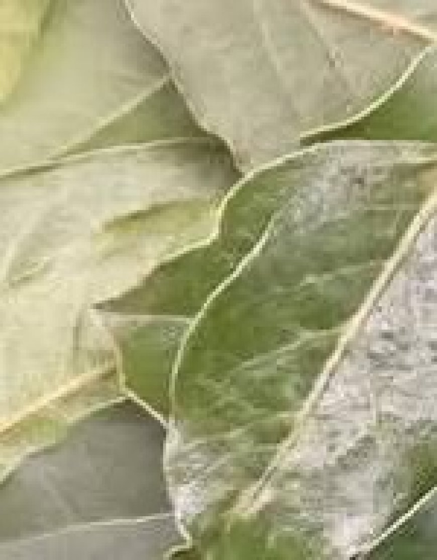 This Natural Antibiotic Is 200 Times Stronger – Cloves, Cinnamon, and Bay Leaves!