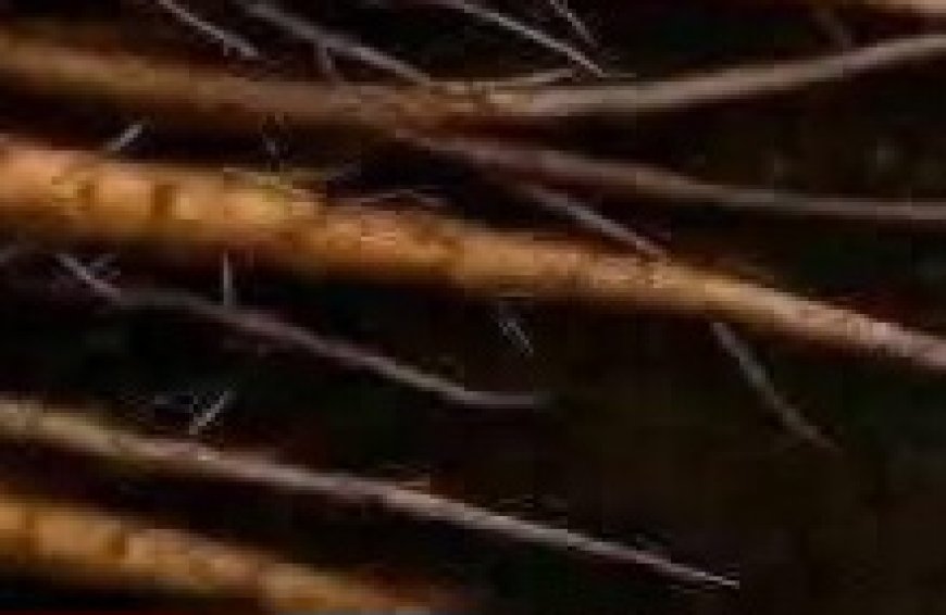 The Powerful Plant That May Support Cancer Treatment: A Closer Look at the Benefits of the Greater Burdock Root