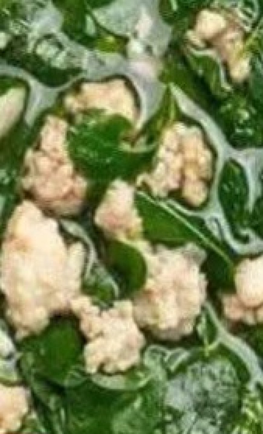 Not Everyone Knows How to Eat This Vegetable