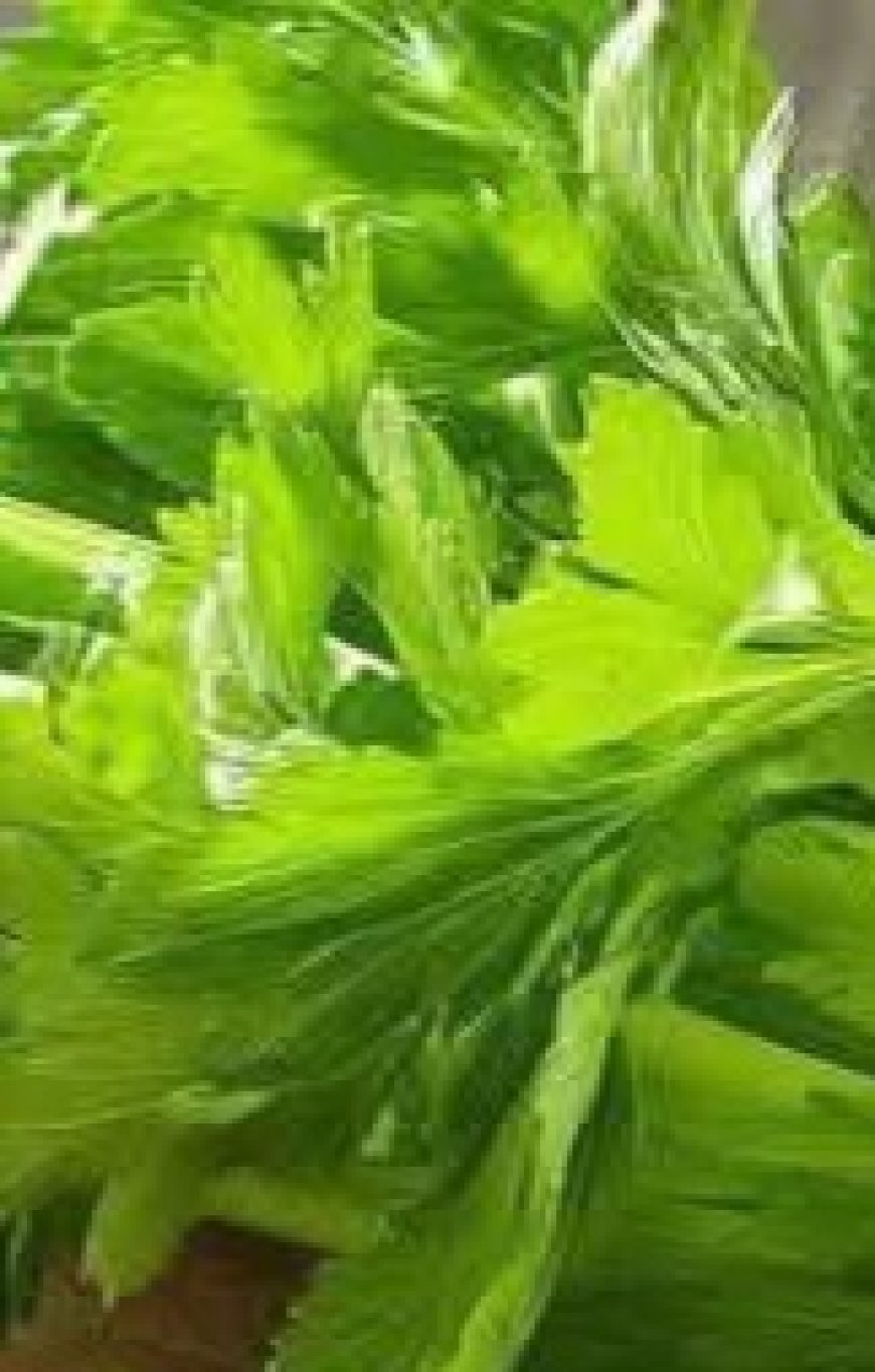 Cleanses the Liver 150 Times More Powerful Than Garlic and Lemon: Grandma’s Miracle Recipe
