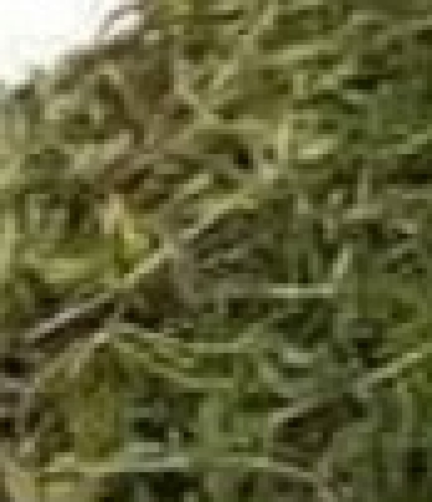 The Most Potent Herb That Destroys Parasites, Urinary Tract