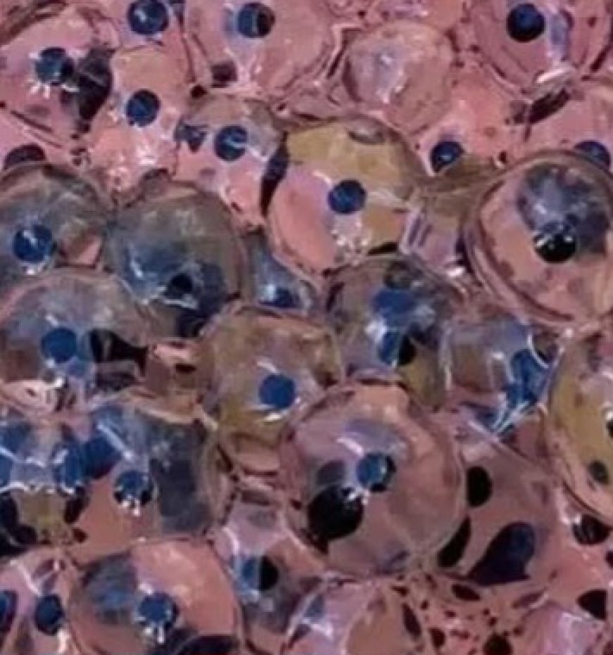 Farmer Stumbles Upon Mysterious Eggs in Field – Scientists Reveal Astonishing Truth