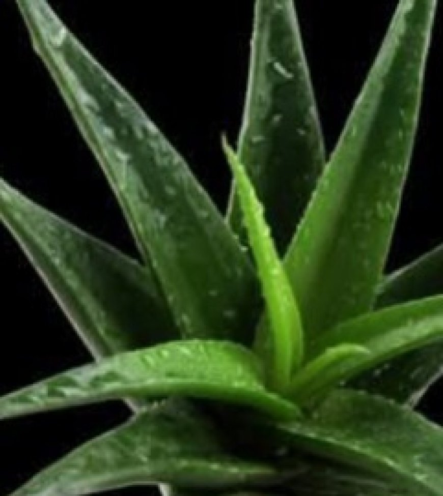 A Natural Path to Healing: Barbara O’Neill’s Holistic Approach to Cancer Support