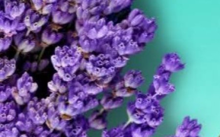 The natural oil most widely known in traditional and modern herbal medicine for removing uric acid