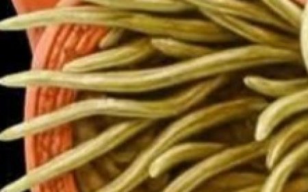 Unlock the Secret Power of Aloe Vera and Honey Natures Ultimate Bacteria and Fungi Fighter