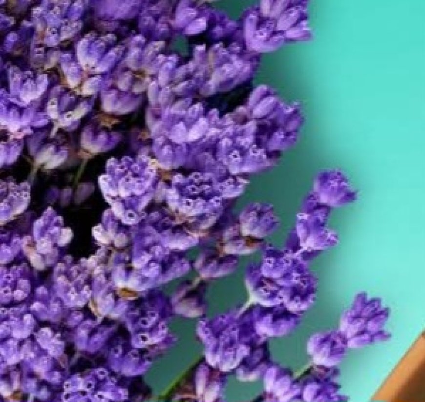 The natural oil most widely known in traditional and modern herbal medicine for removing uric acid