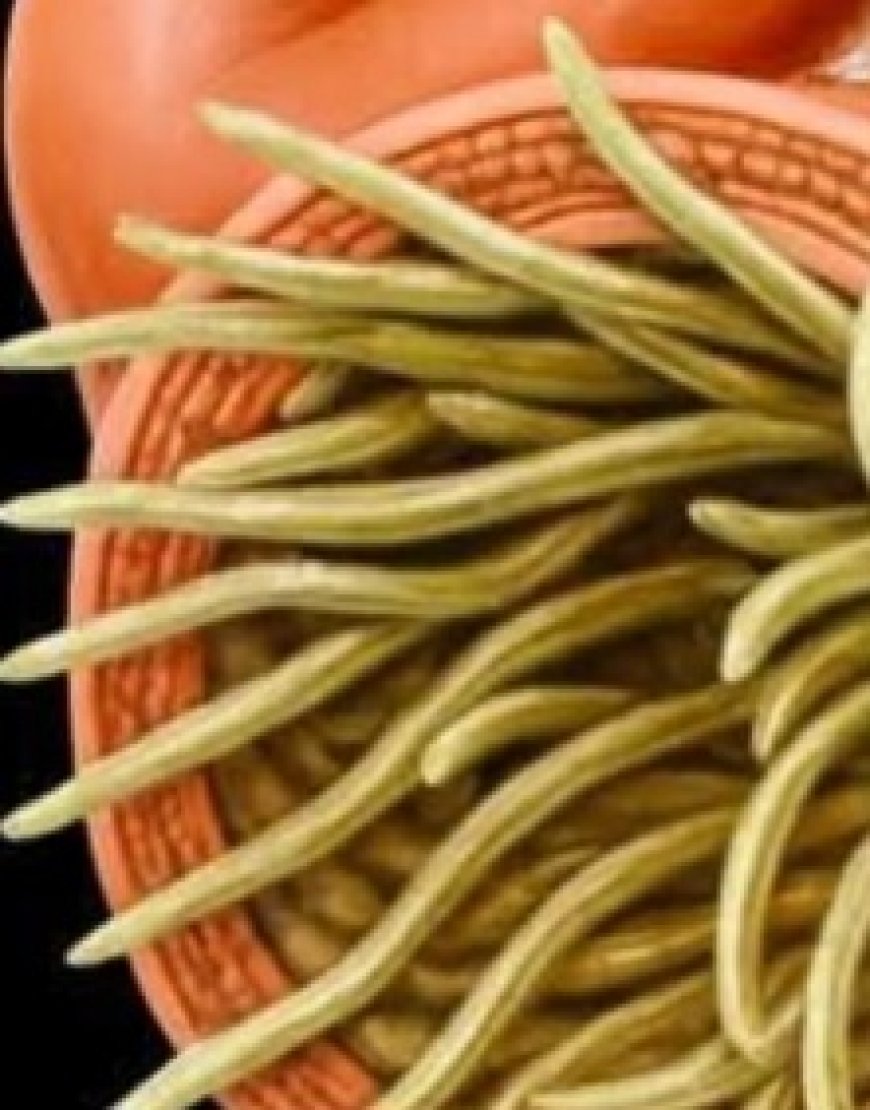 Unlock the Secret Power of Aloe Vera and Honey Natures Ultimate Bacteria and Fungi Fighter