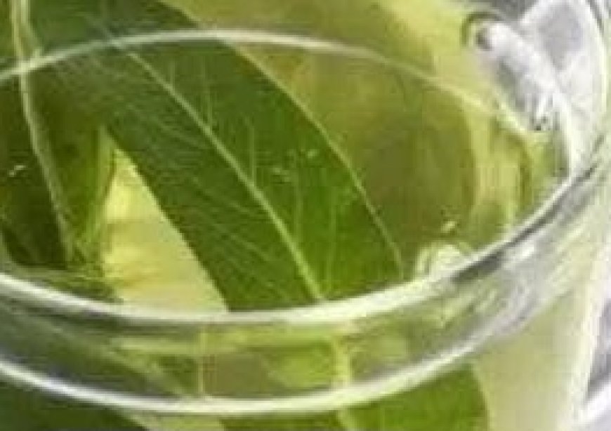 Euphorbia Hirta: 17 Amazing Medicinal Uses of This Powerful Herb