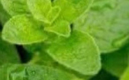 THE MOST POWRFUL PLANT