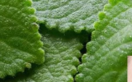 Oregano: The Golden Herb for Eye Health