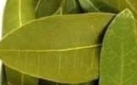 DIY Bay Leaf Toner for Glowing and Rejuvenated Skin