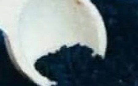 Plant in the Bible Said to Heal All Ailments