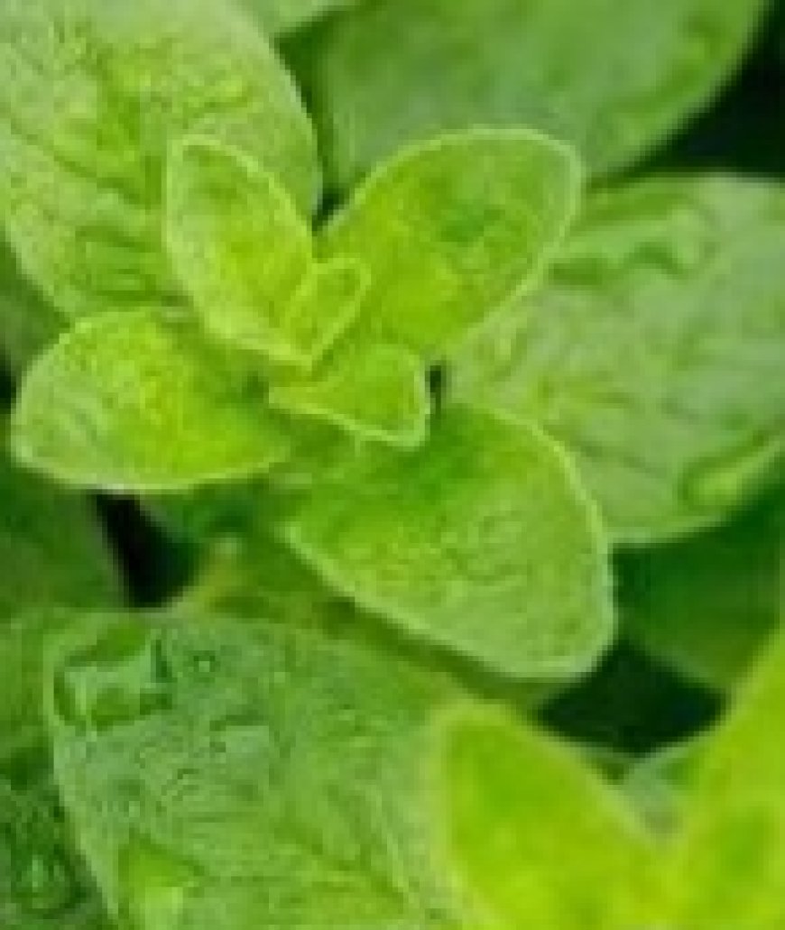 THE MOST POWRFUL PLANT