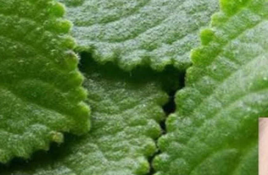 Oregano: The Golden Herb for Eye Health