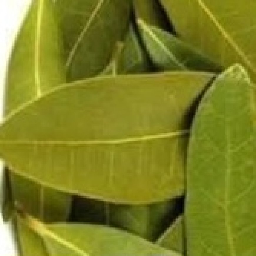 DIY Bay Leaf Toner for Glowing and Rejuvenated Skin