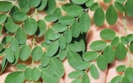 What If One Tiny Seed Could Quietly Rebuild Your Liver and Melt Away Bad Cholesterol?