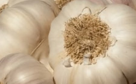 Garlic to Fight Bacteria and Infections: The Most Powerful Natural Antibiotic