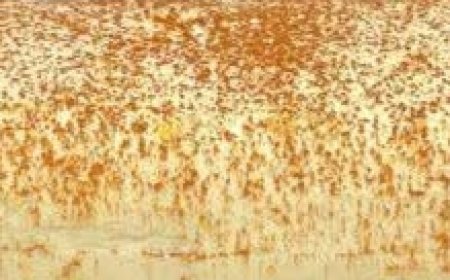 Homemade dessert in 5 minutes: Perfect for special occasions