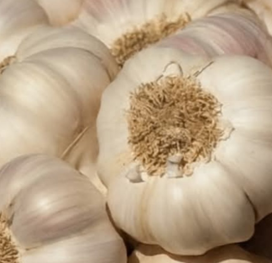 Garlic to Fight Bacteria and Infections: The Most Powerful Natural Antibiotic