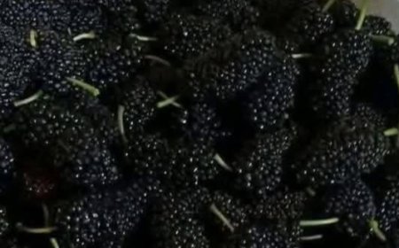 Mulberries: The Sweet Superfruit Your Body Will Thank You For