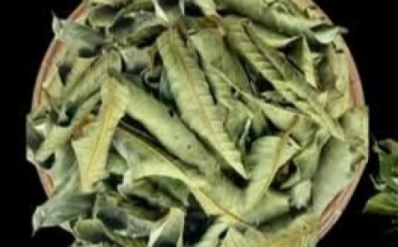 The Four Medicinal Leaves: Avocado, Mango, Bay, and Guava — Nature’s Gift for Your Well-Being