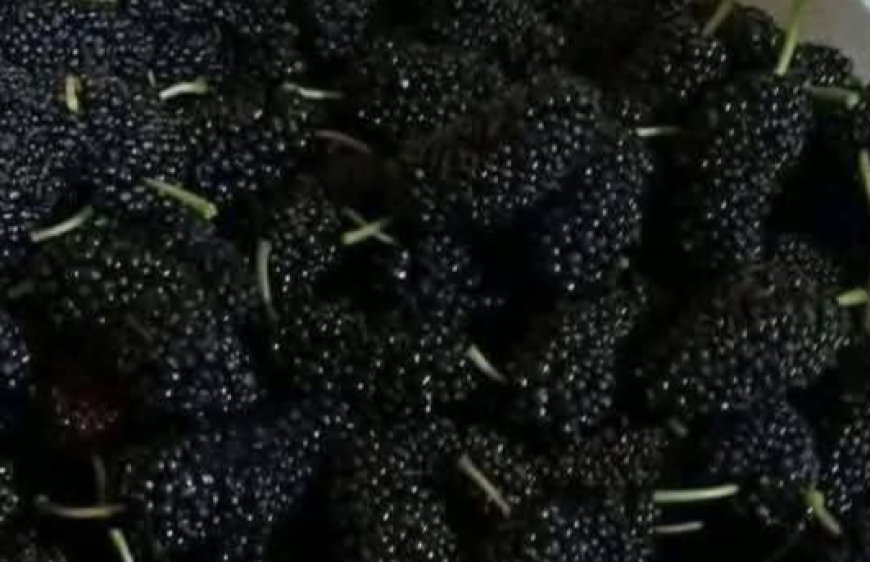 Mulberries: The Sweet Superfruit Your Body Will Thank You For