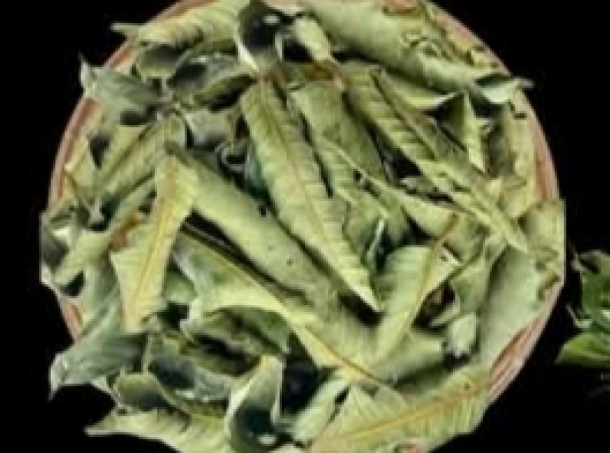 The Four Medicinal Leaves: Avocado, Mango, Bay, and Guava — Nature’s Gift for Your Well-Being