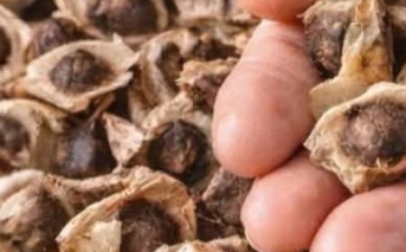 Moringa Seeds: The Natural Secret Your Body Has Been Waiting For
