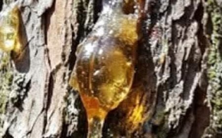 Natural Tree Resin: Top Benefits, and Traditional Uses