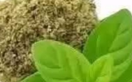 Did You Know? Oregano Is One of the Most Powerful Healing Herbs