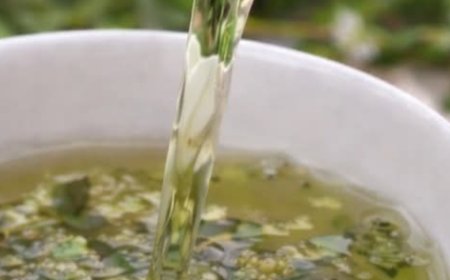 Chickweed (Stellaria media): A Gentle Healing Herb with Powerful Benefits