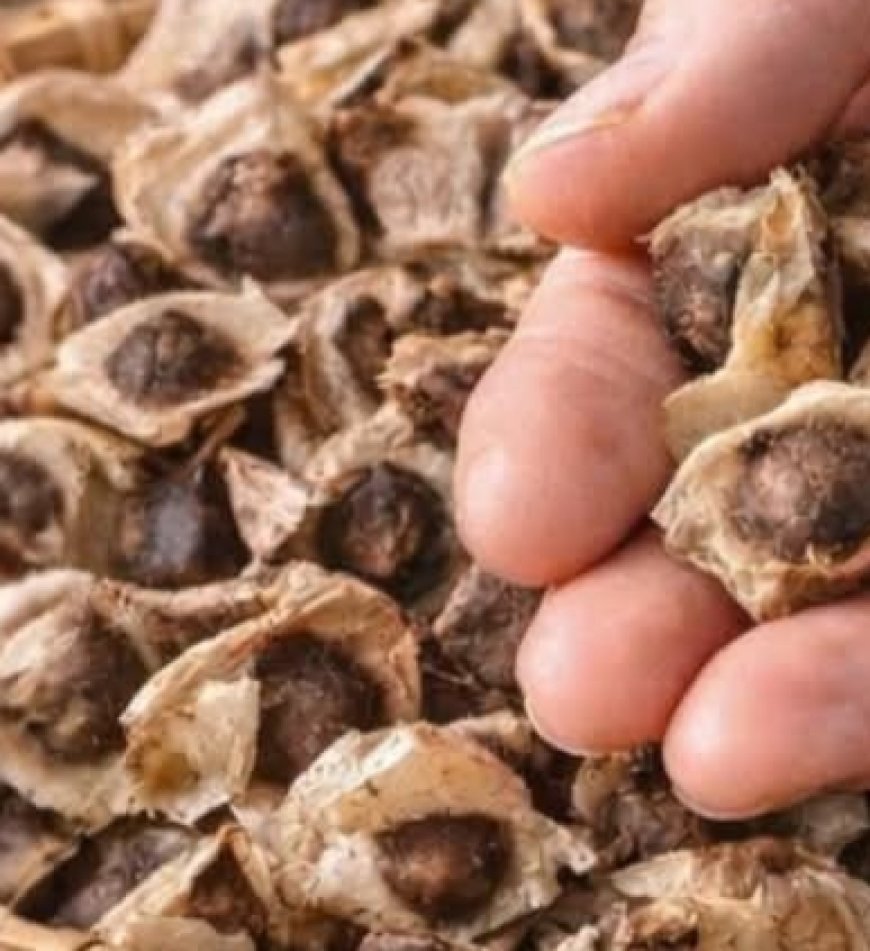 Moringa Seeds: The Natural Secret Your Body Has Been Waiting For