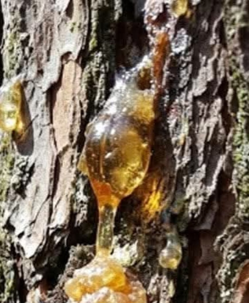 Natural Tree Resin: Top Benefits, and Traditional Uses