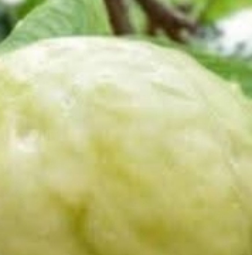 Unlock the benefits of this miracle fruit for blood sugar control!